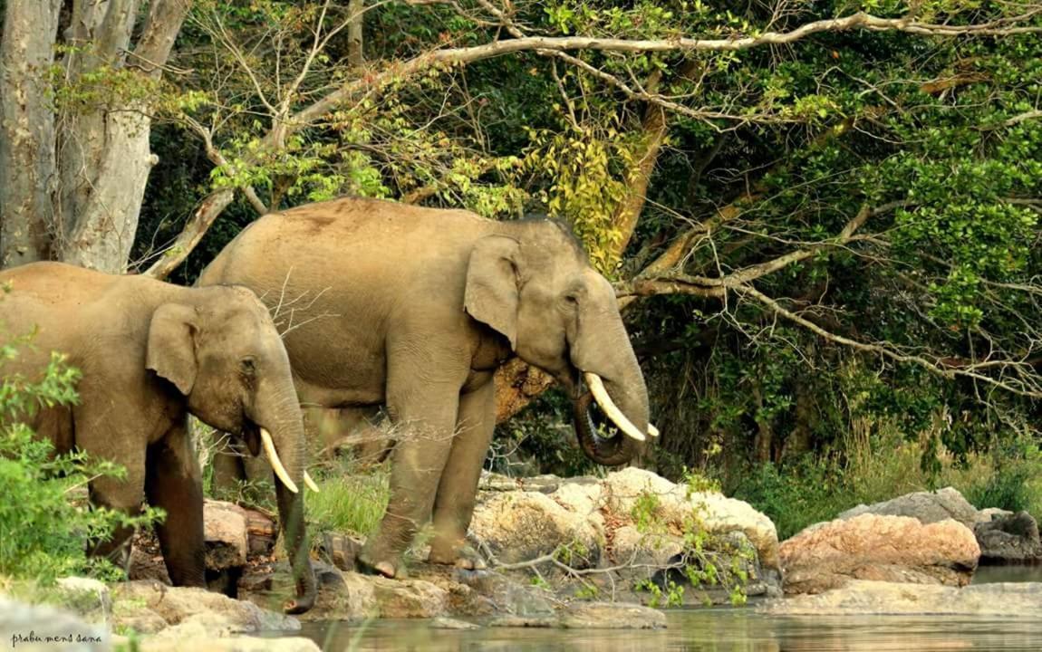 Kerala Wild Stay Kanthalloor Esterno foto